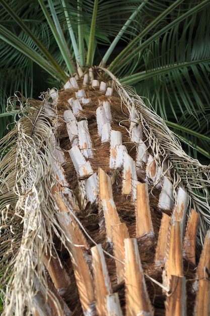 Ansicht von unten der Palme Schöner schlanker Stamm Natürlicher Hintergrund