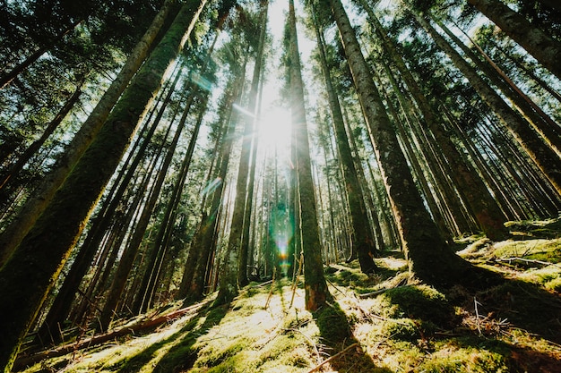 Foto ansicht von unten einer baumgruppe