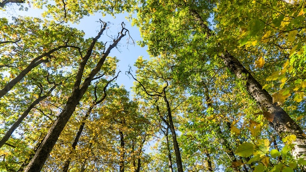 Ansicht von unten zu den Baumkronen der Bäume im Wald. Sotschi, Russland.