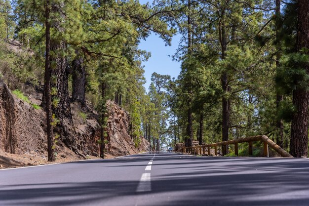 Ansteigende Straße im Wald auf dem Weg zum Naturpark Teide auf den Kanarischen Inseln Teneriffas