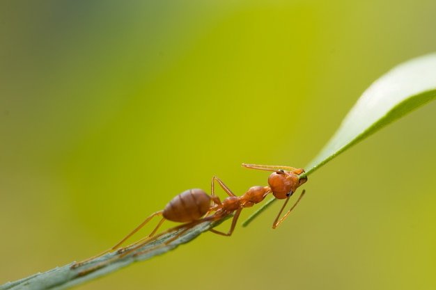 Ant action standing