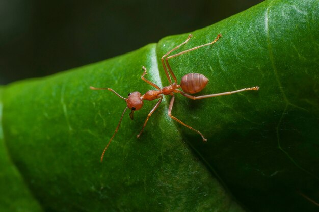 Foto ant action standing