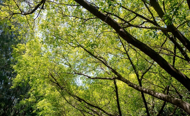 Ant Blick auf den Baum