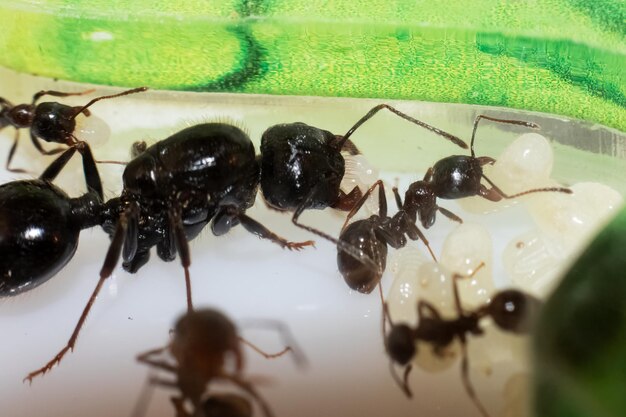 Ant queen messor constructor con huevos closeup