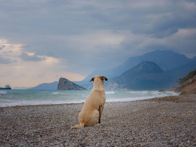 Foto antalya truthahn winterspaziergang am mittelmeer rückblick auf einen verlorenen hund allein auf einem glatten nassen strand mit blick auf das meer unter blauem himmel mit grauen sturmwolken