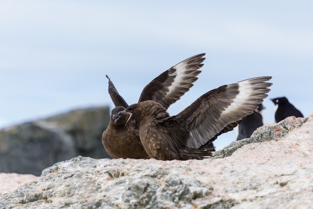 Antarktis Scua am Strand