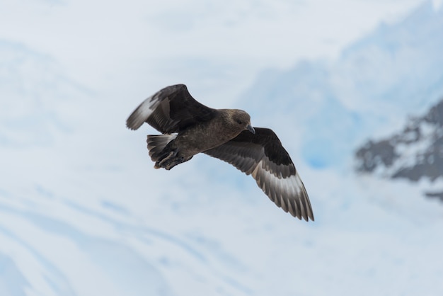 Antarktis Skua fliegen