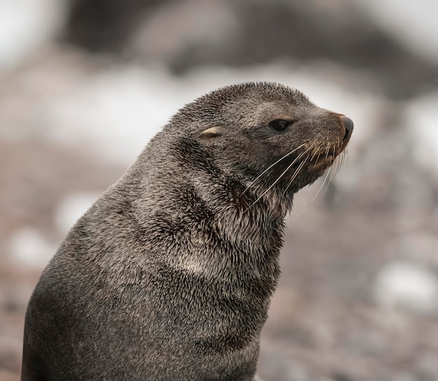 Antarktische Seebär Arctophoca Gazella ein Strand der antarktischen Halbinsel