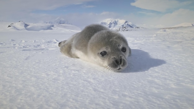 Antártico bonito bebê casamento foca focinho closeup