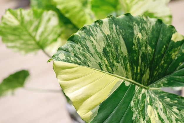Antecedentes Alocasia macrorrhizos Variegated es una planta ornamental con hermosas hojas naturales con manchas verdes y amarillas