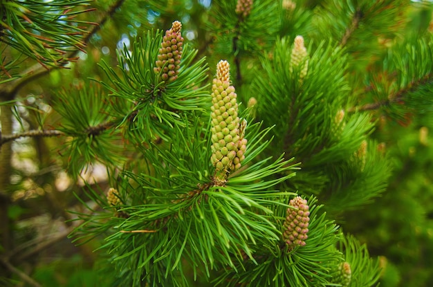 Antecedentes del árbol de abeto