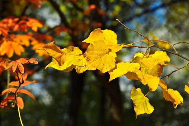 Antecedentes de Autumn Leaves