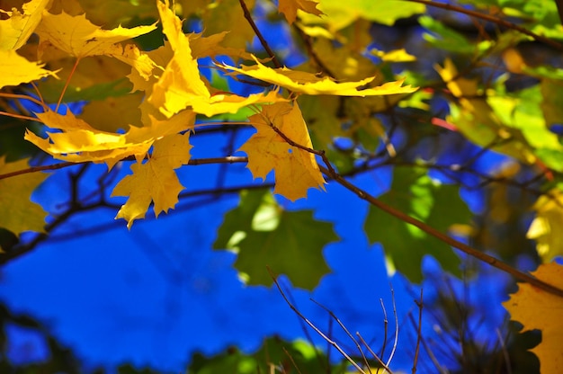 Antecedentes de Autumn Leaves