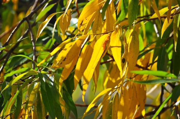 Antecedentes de Autumn Leaves