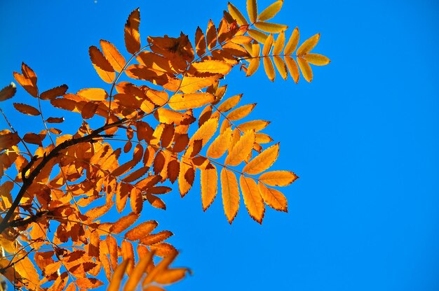 Antecedentes de Autumn Leaves