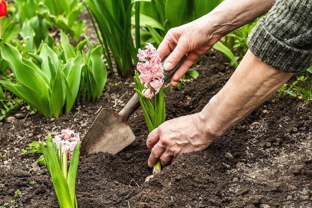 Antecedentes conceptuales de jardinería Las manos de Woman39s plantan jacinto rosa en el suelo Temporada de primavera