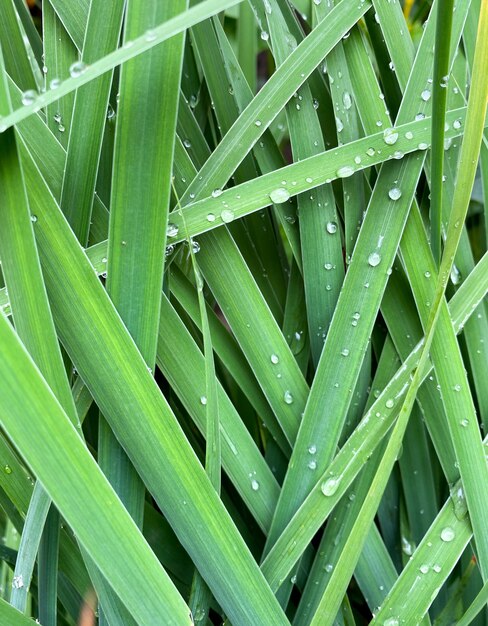 Antecedentes de la floración de hierba hemerocallis fulva closeup gotas de rocío sobre la hierba hemerocallis fulva