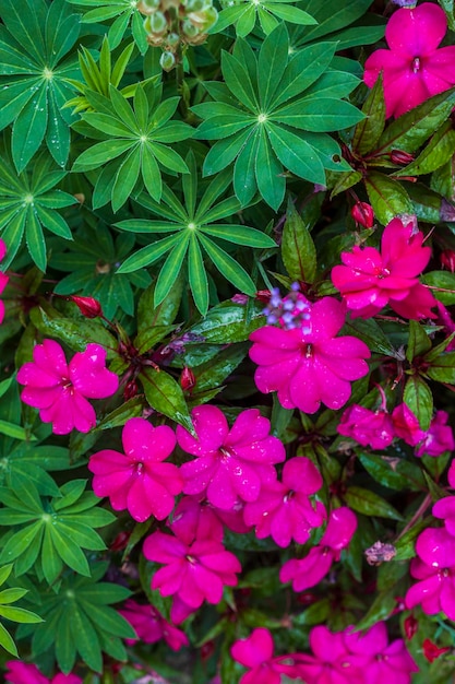 Foto antecedentes de impatiens walleriana y lupino perenne formato vertical