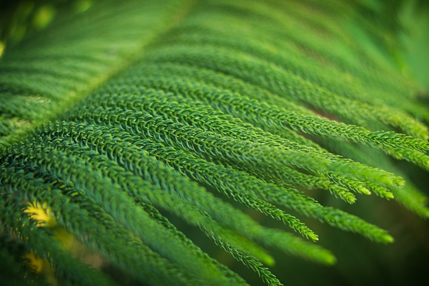 Antecedentes de Norfolk Island Pine Tree