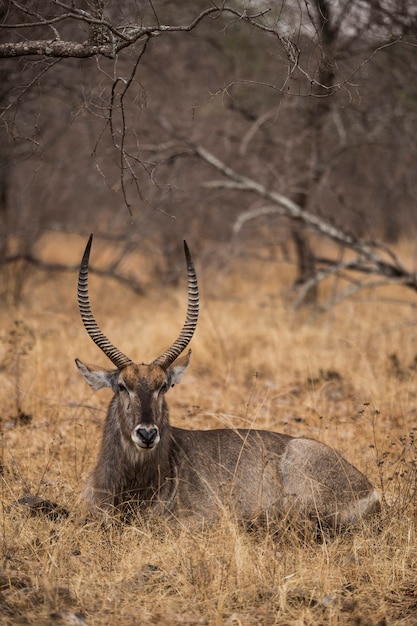 Antelope en los arbustos. Sudáfrica