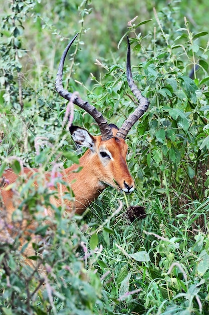 Antelope Impala no mato na savana africana