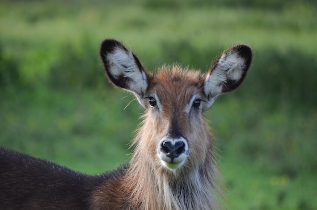 Antelope en el Parque Naivasha Kenia África