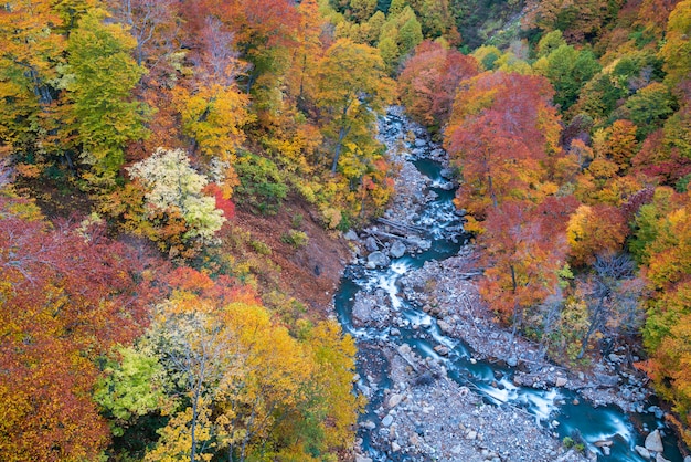 Antena Otoño Bosque Río Japón