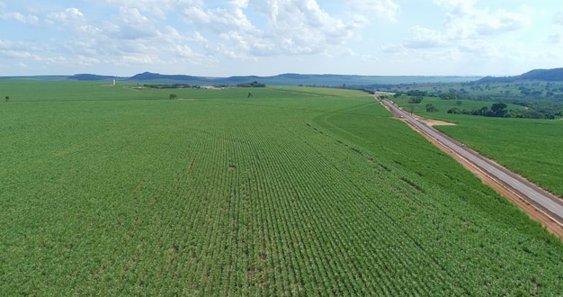 Antena de plantación de hasvest de caña de azúcar. Vista aérea superior de campos agrícolas. Finca de caña de azúcar. Vista de los campos de caña de azúcar desde el cielo.