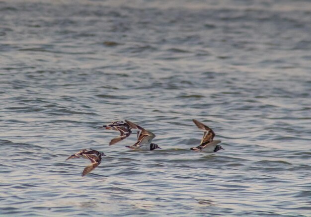 Antenas à beira-mar Ruddy Turnstone Birds voando sobre o mar