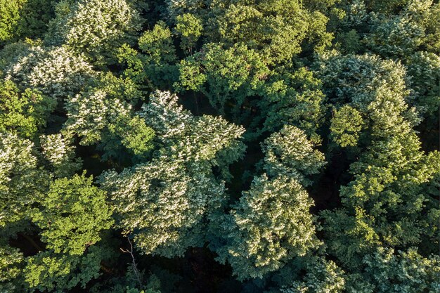 Antenne Draufsicht Wald, Waldansicht von oben.