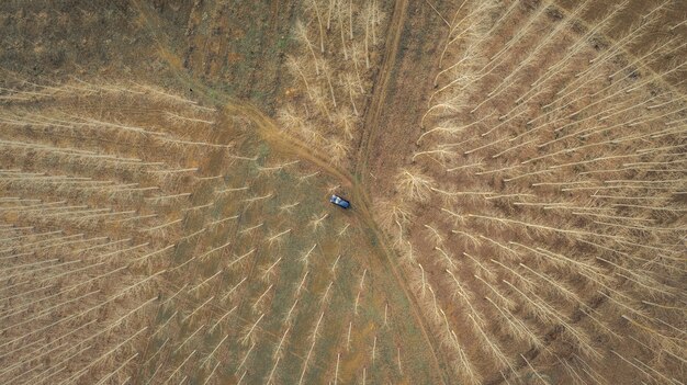 Antenne Drohnenbaum Feldansicht