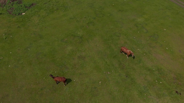 Antenne über zwei wilde Pferde in wilder Feldnatur durch Wiese. Pferdezucht, Ökologie, Reitsport, Explorationskraftkonzept. Ein braunes Hauspferd weidet an einem sonnigen Frühlingstag auf einer Wiese