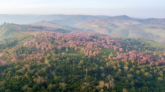 Antenne von der Drohne, von rosa Kirschblüte-Baum oder von wilder Himalajakirsche auf Berg, ungesehenes Thailand bei Phu-lom