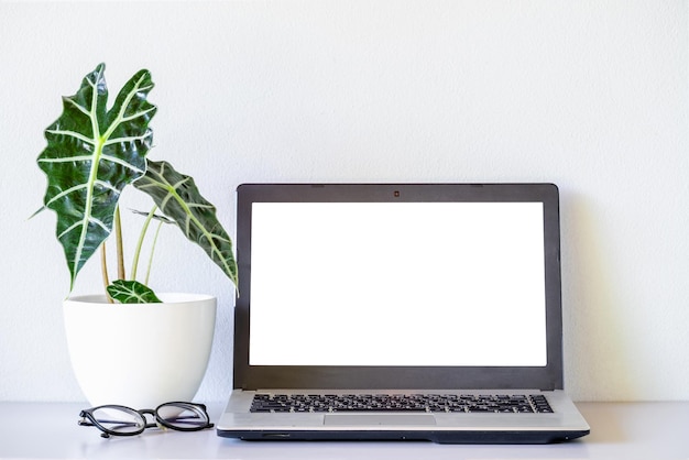 Anteojos cerca de la maqueta de la computadora portátil y Alocasia sanderiana Bull o Alocasia Plant sobre la mesa y el fondo de la pared blanca