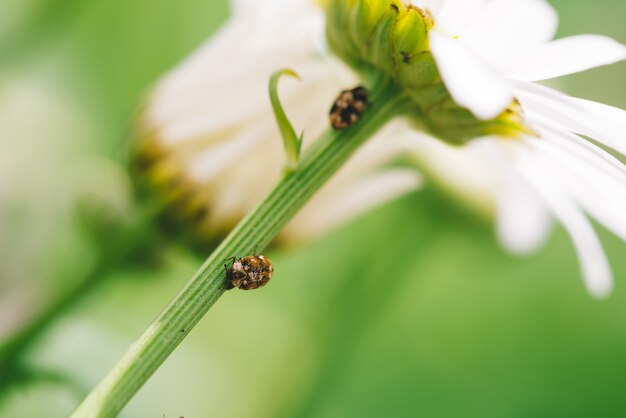 Antera pequena rasteja na haste daisy em macro