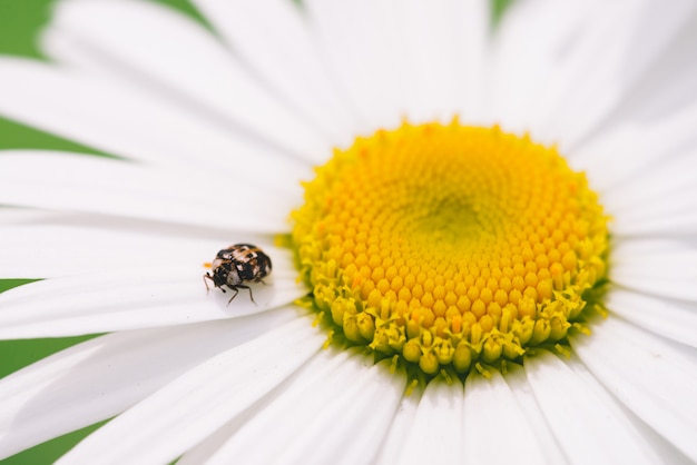 Antera pequena rasteja na margarida grande em macro