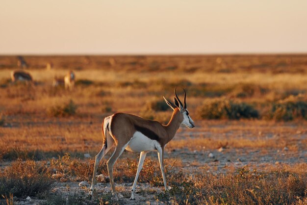 Anthelope ist in der Wildnis im Freien in Afrika