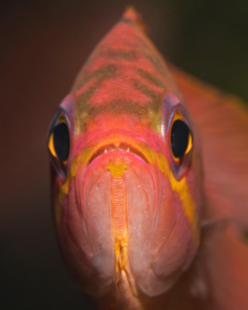 Foto anthias anthias