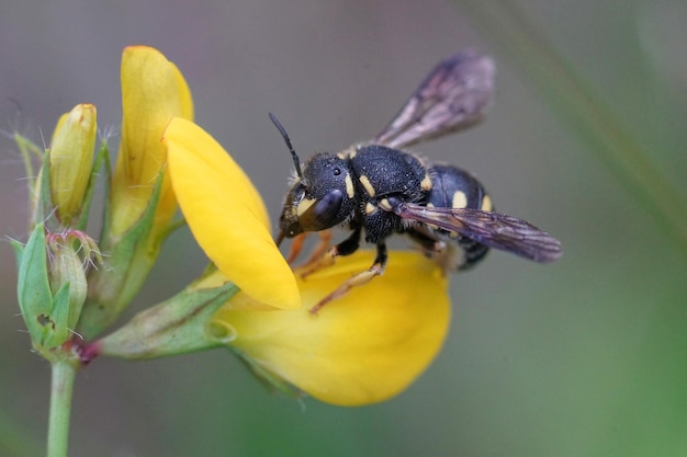 Anthidiellum strigatum, uma das pequenas abelhas de resina rotunda, em t