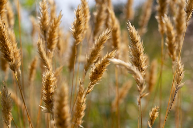 Anthoxanthum odoratum goldene Ährchen in einem Sommerfeld