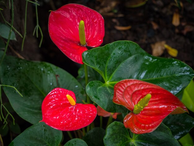 Anthurium bonito ou flor da flor de flamingo no jardim, baixa chave