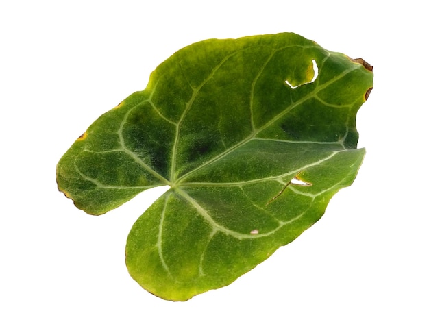 Anthurium-Crystallinum-Blatt isoliert auf weißem Hintergrund