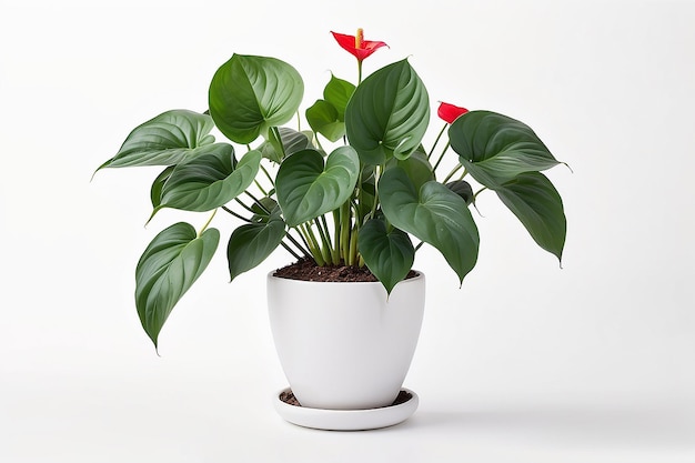 Anthurium em vaso de flores branco isolado em fundo branco