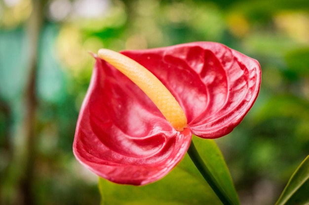 Anthurium flamingo flower rojo y verde telón de fondo