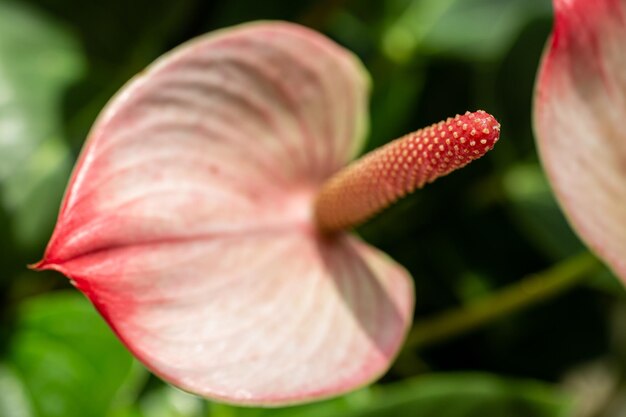 Anthurium floreciente en un lecho de flores en un día luminoso