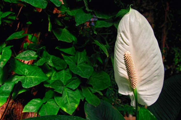 El anthurium de flores blancas está en el contexto de los matorrales crepusculares de la jungla