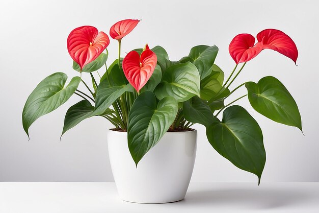 Foto anthurium in einem weißen blumentopf auf weißem hintergrund