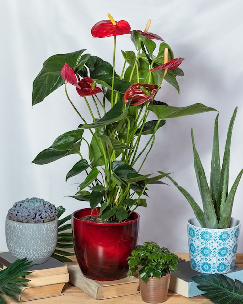 Anthurium Laceleaf rojo en la olla roja con aloe vera, suculentas