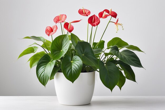 Anthurium en maceta blanca aislado sobre un fondo blanco