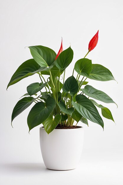 Anthurium en maceta blanca aislado sobre un fondo blanco